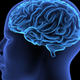 Illustration for article titled Studies Show That Being Cool and Popular Can Give You a Bigger Brain